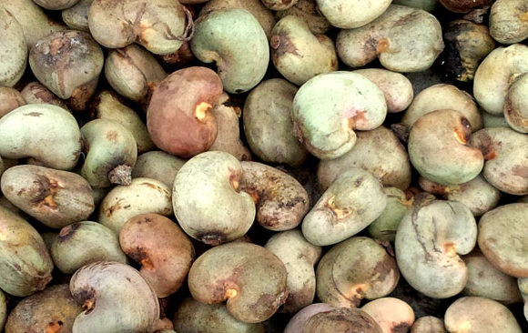raw-cashew-nuts